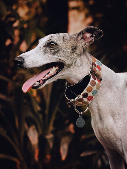 LILY MARTINGALE COLLAR — Roxy & Company