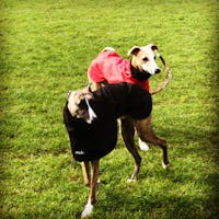 THE THEO Lightweight Whippet Raincoat Collection