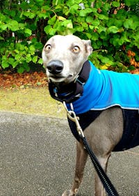 THE THEO Martingale Dog Collar