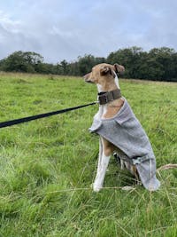 THE TEGAN Olive Martingale Dog Collar
