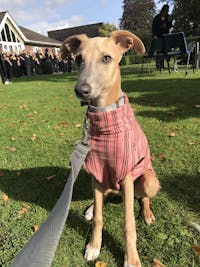THE BEAU Organic Cotton Puppy Jumper