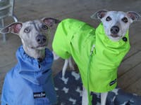 THE ROXY Lightweight Whippet Raincoat Collection
