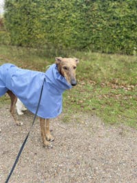 THE BLUE Lightweight Water-resistant Whippet Raincoat