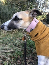 THE ROXY Dog Collar For Puppies and Adults
