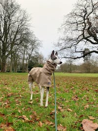 THE DOBBY Lightweight, Water Resistant, Whippet Raincoat