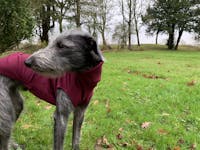 THE CAIRO Whippet Jumper (Reds)