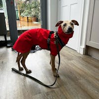 THE OLLIE Water-resistant Puppy Raincoat