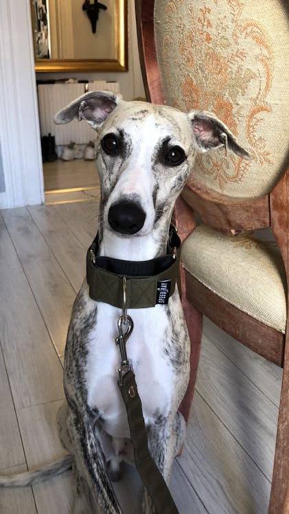 Best collar for whippet hot sale puppy