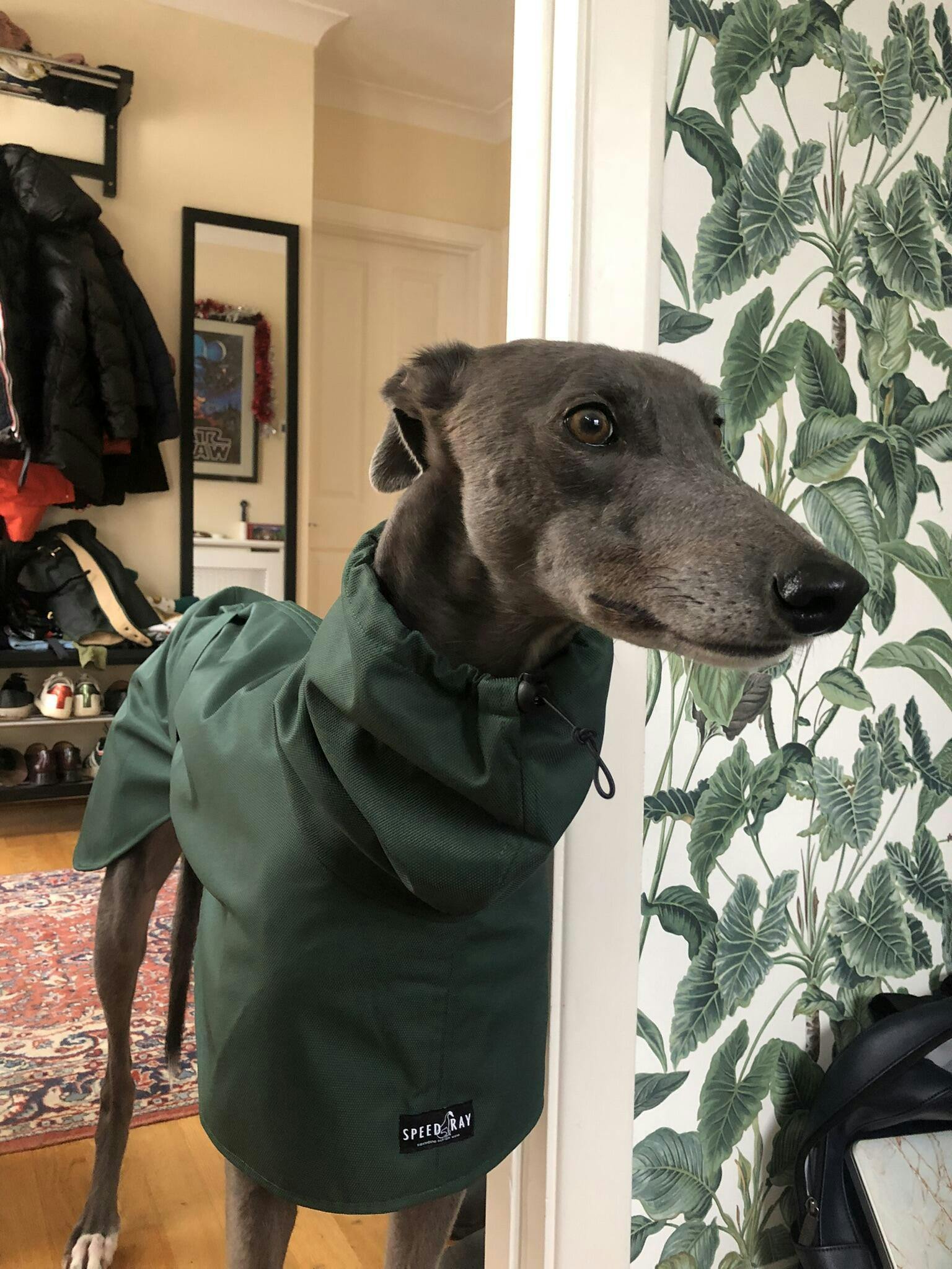 sighthound apparel