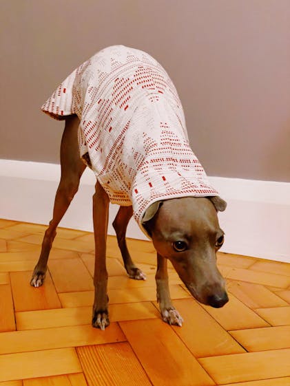 Greyhound christmas clearance jumper