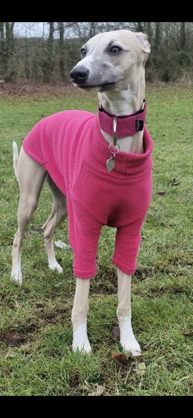 heartworm and flea meds for dogs