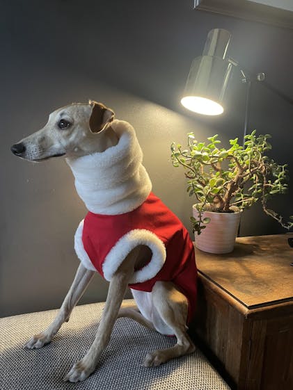 Dog Christmas Jumper for Whippets SPEEDRAY – Speedray Design Wear