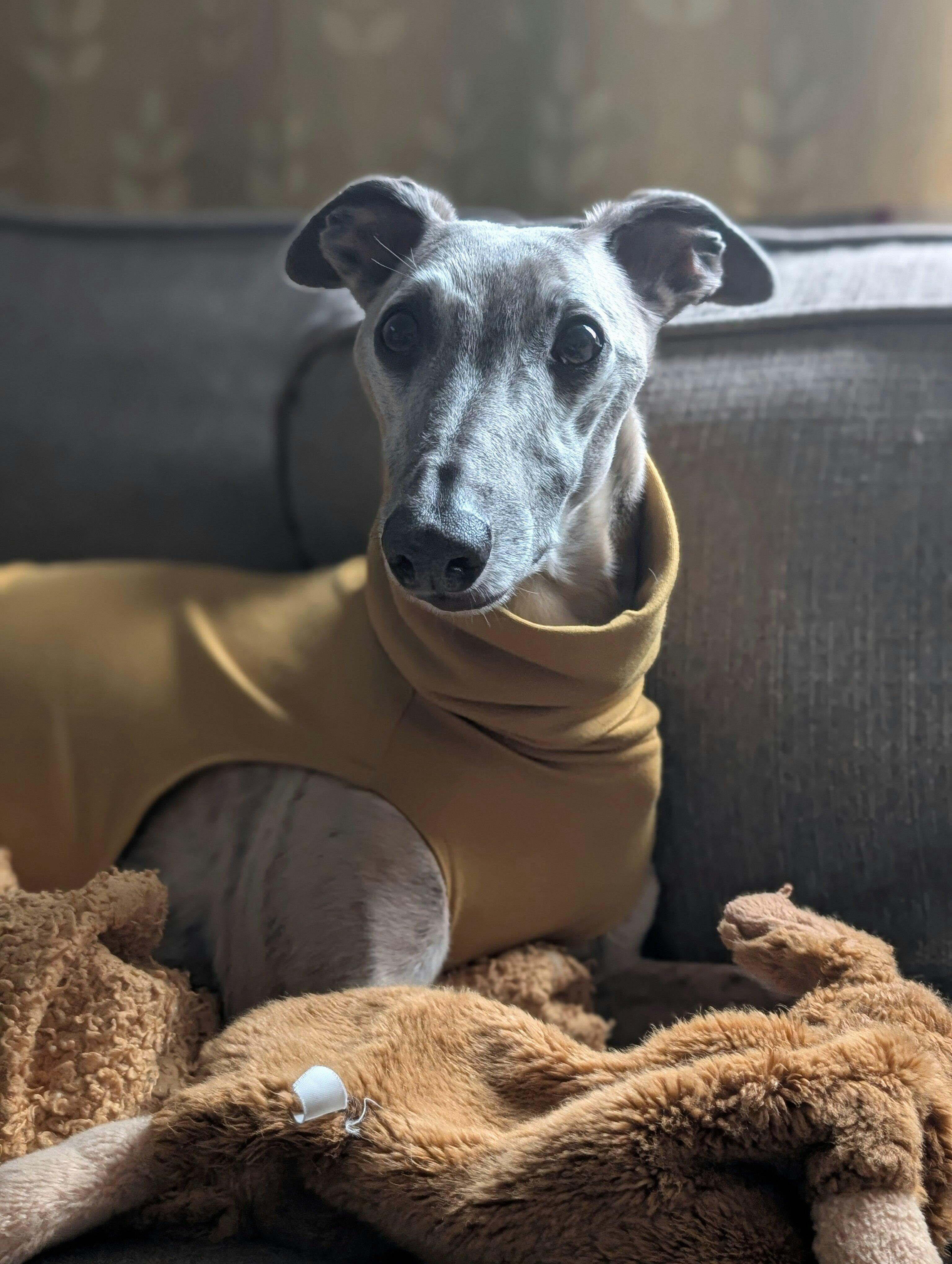 THE CAIRO Whippet Jumper (Lights) – Speedray Design Wear