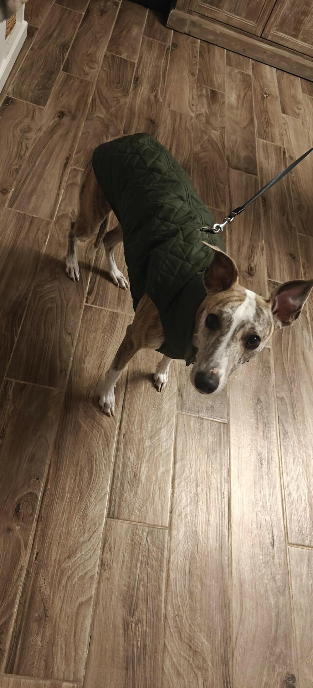 THE MARGOT Whippet Gilet