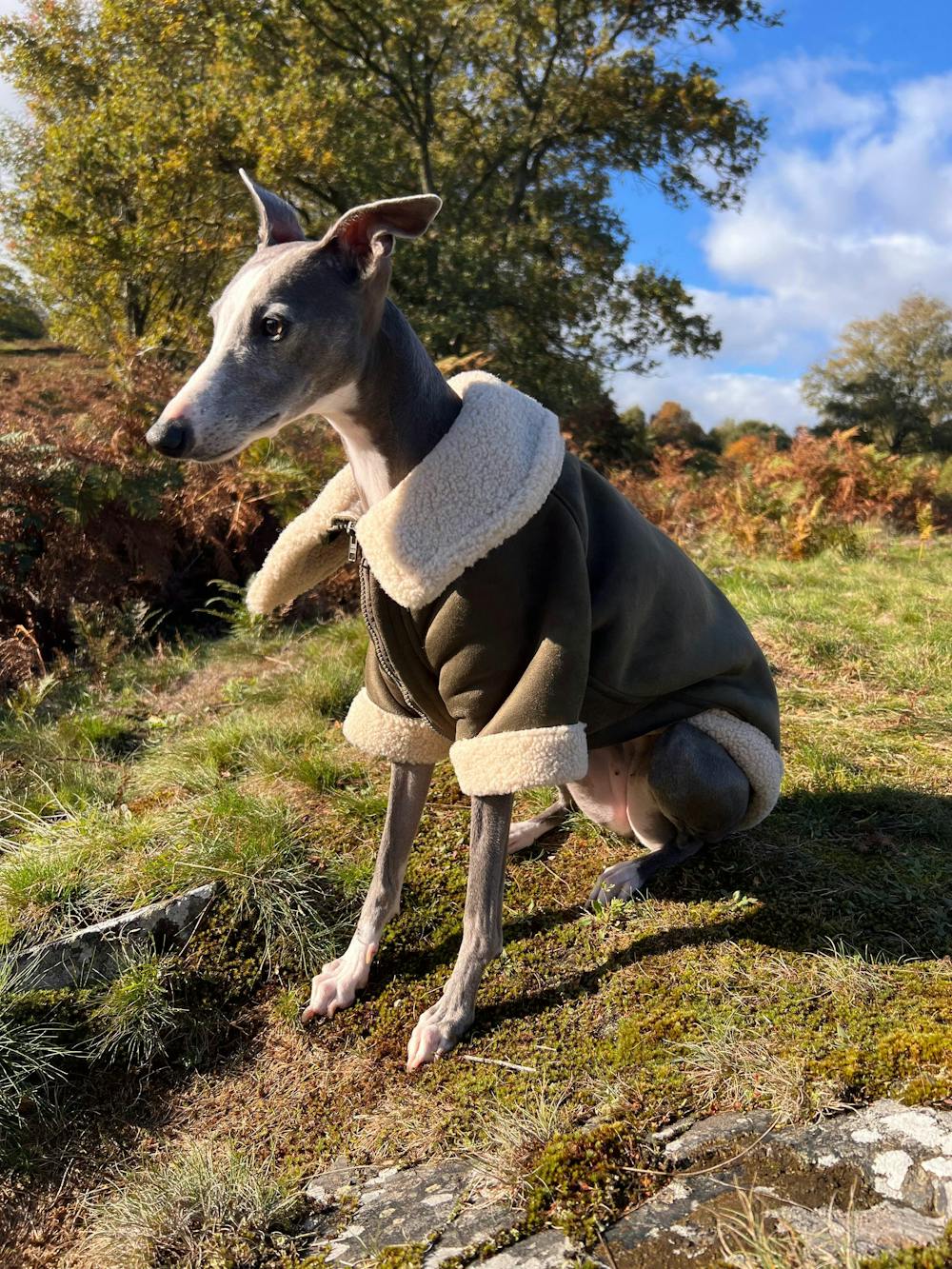 THE ANUBIS Whippet Flying Jacket