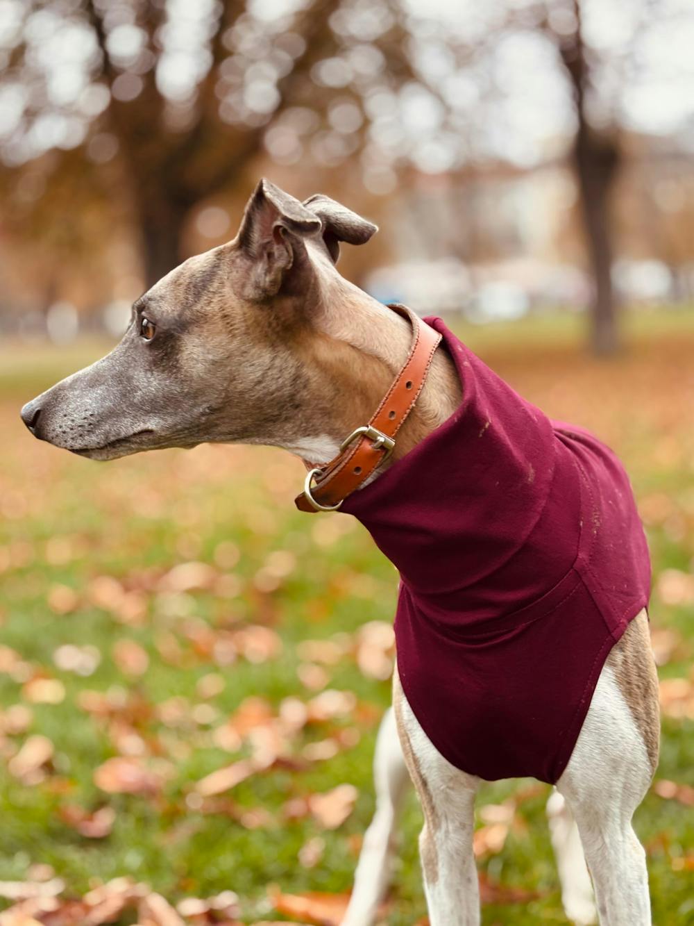 THE MADDY Dog Tooth Check Whippet Jumper