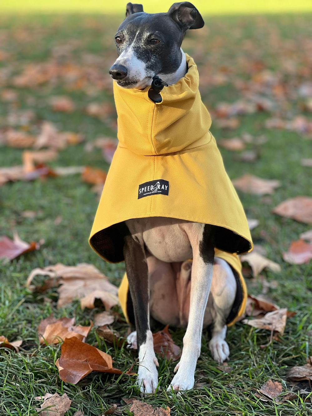 THE ELSA Lightweight, Water Resistant, Whippet Raincoat