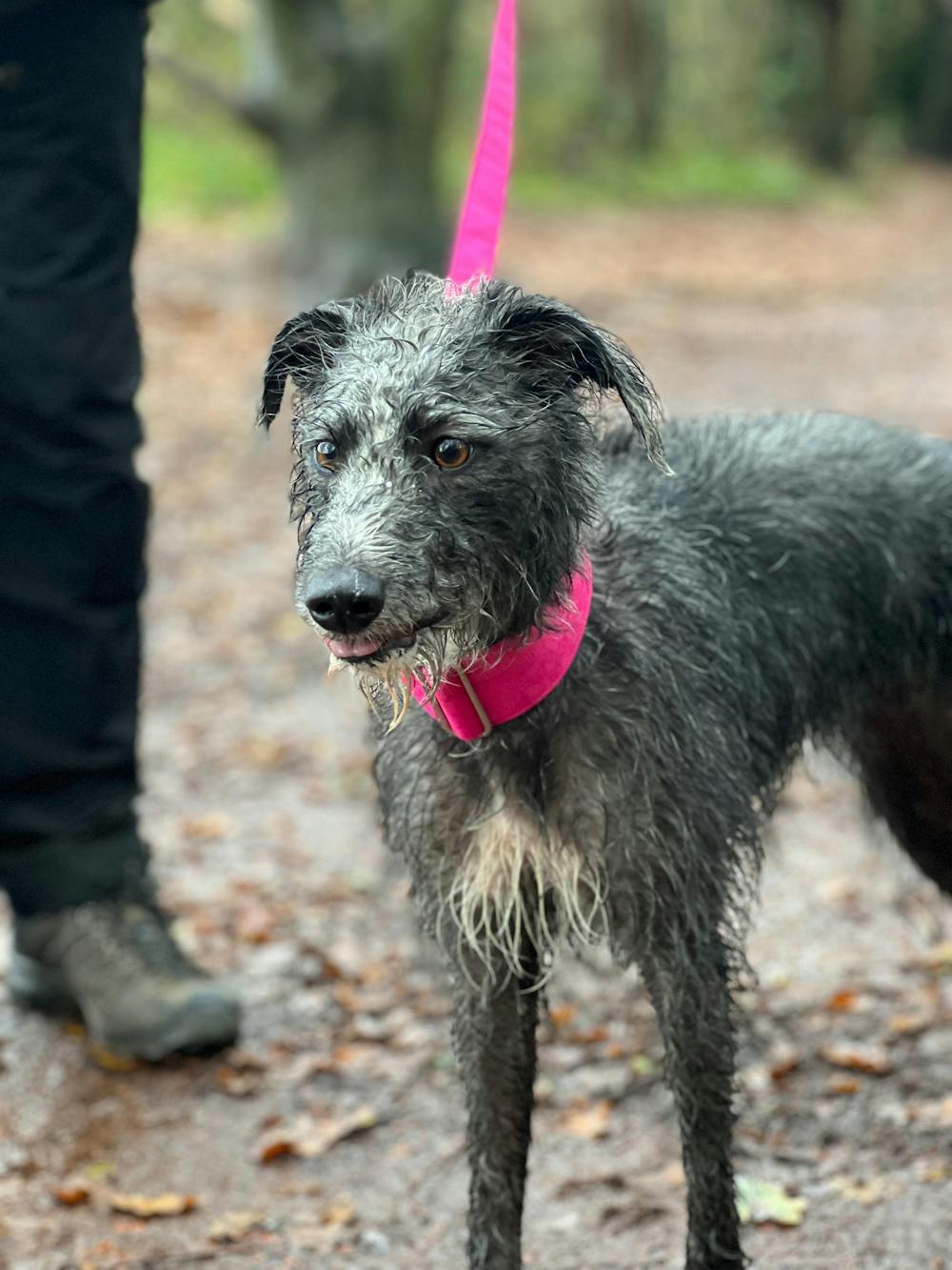 THE TEGAN Martingale collar