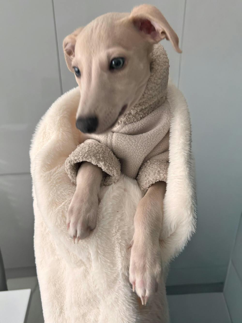 THE BERRY Short Sleeved Premium Fleece Whippet Jumper