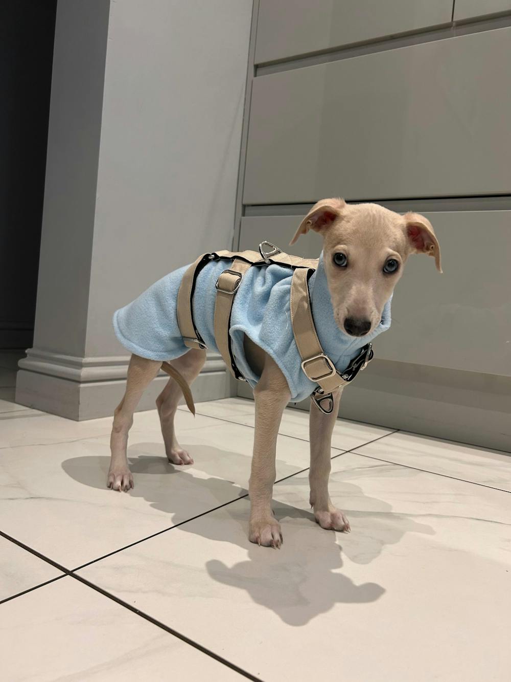 THE ELSA 3 Point Harness