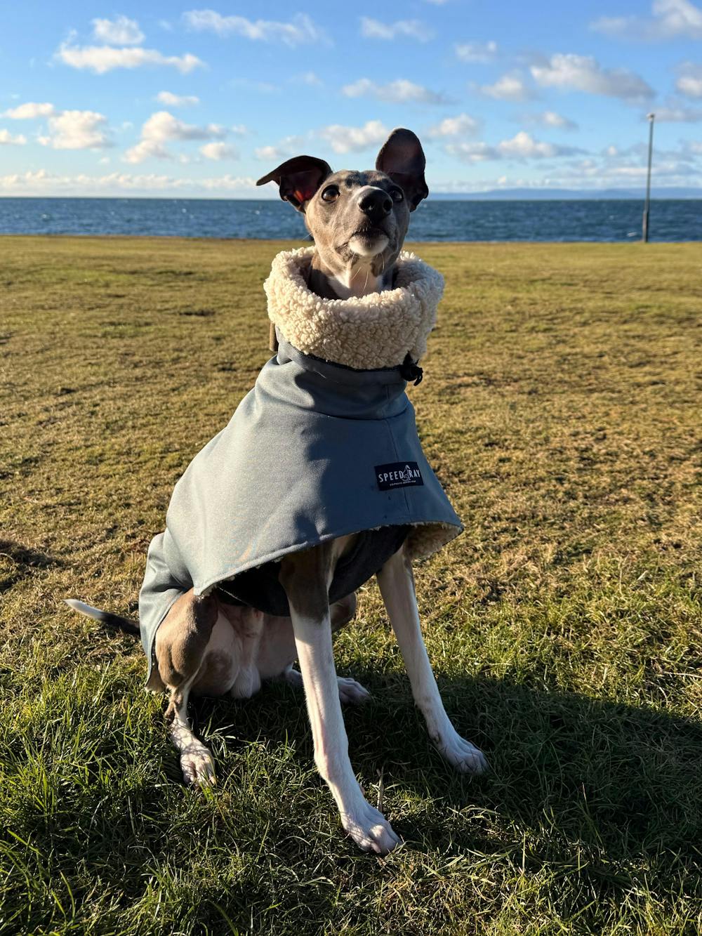 THE ELSA Lightweight, Water Resistant, Whippet Raincoat - Sherpa Edition