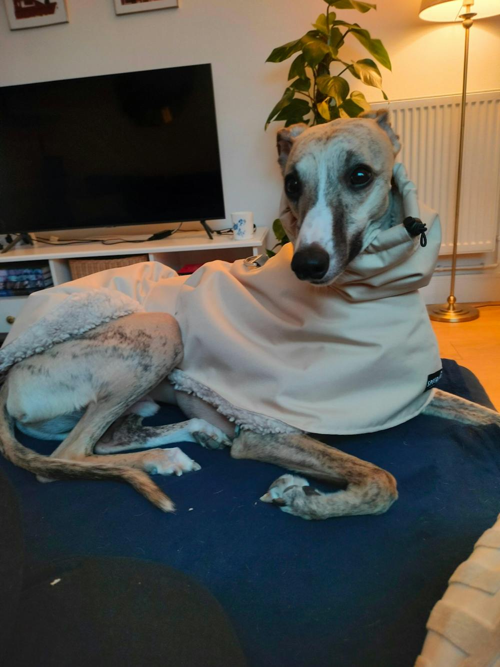 THE ELSA Lightweight, Water Resistant, Whippet Raincoat - Sherpa Edition