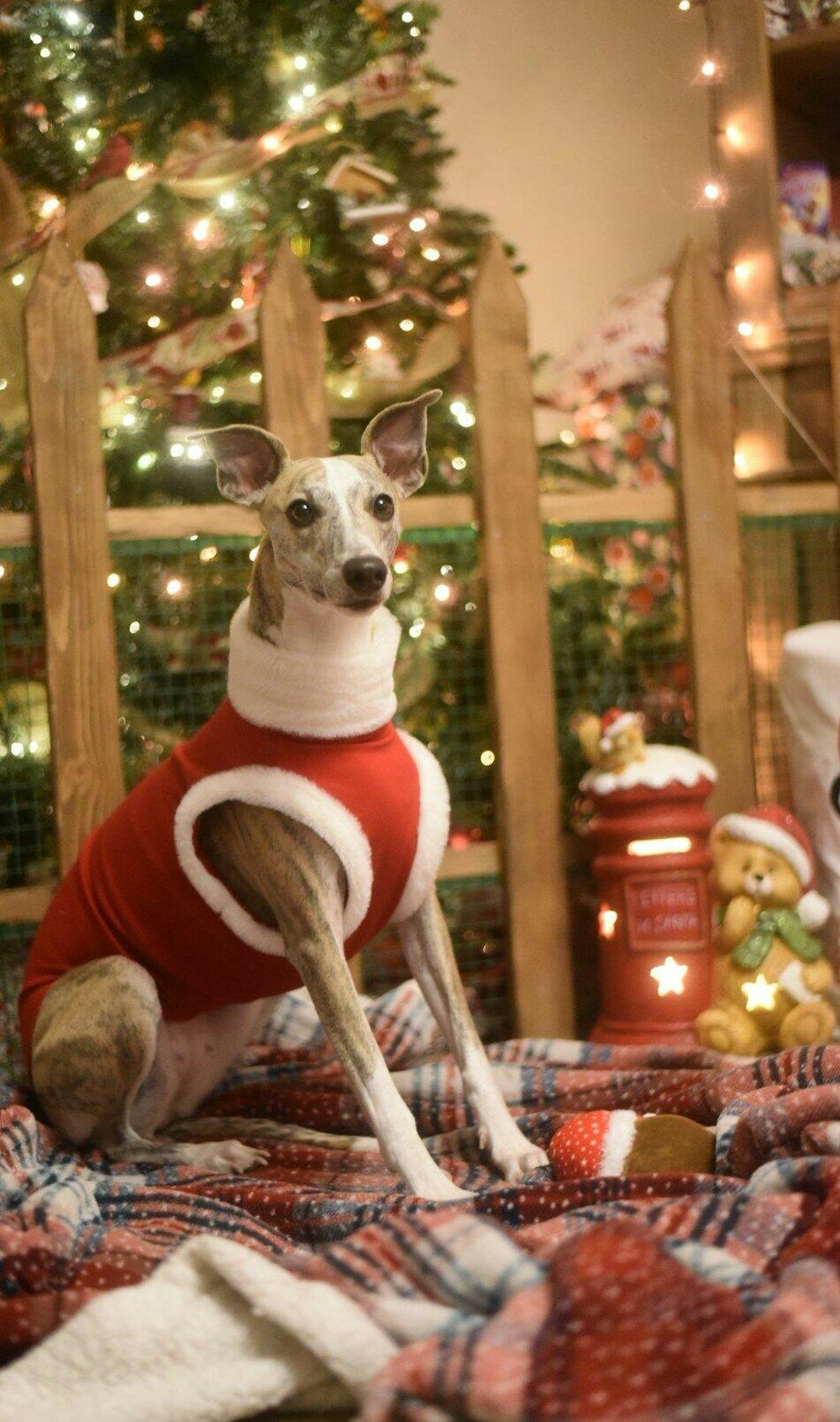 Whippet Christmas Jumper