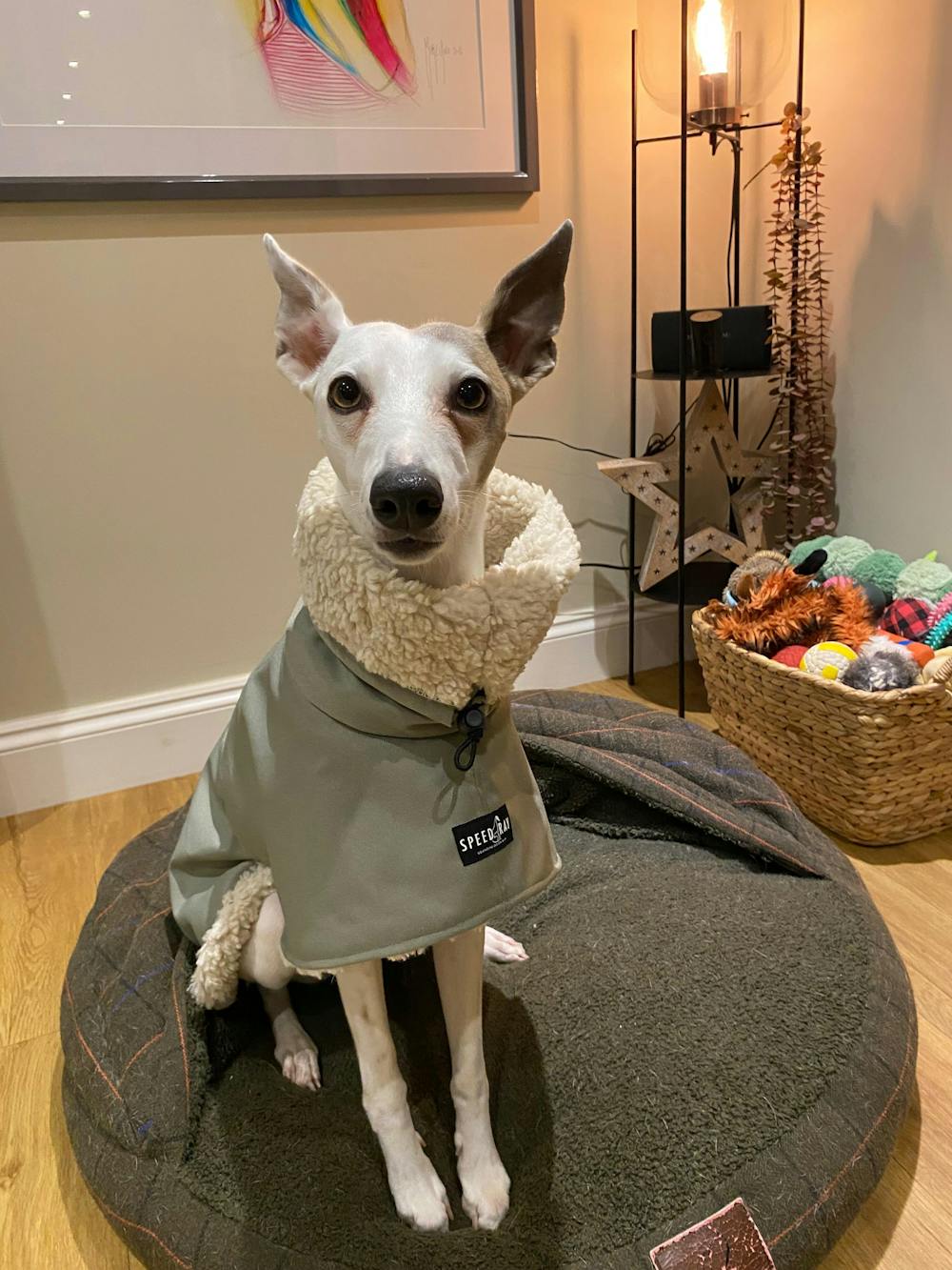 THE ELSA Lightweight, Water Resistant, Whippet Raincoat - Sherpa Edition