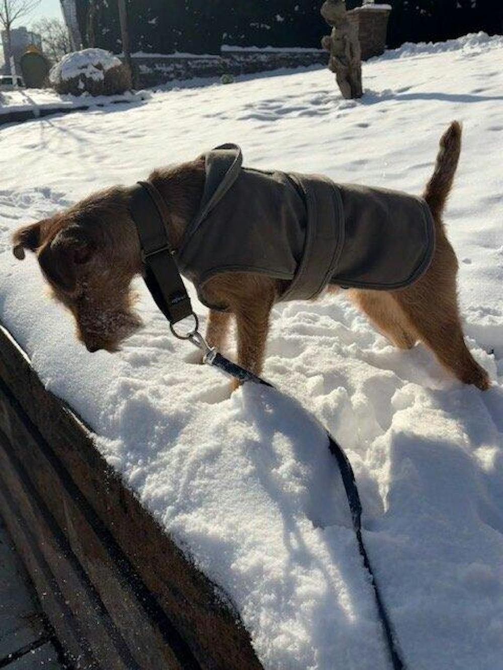 THE TEGAN Martingale collar