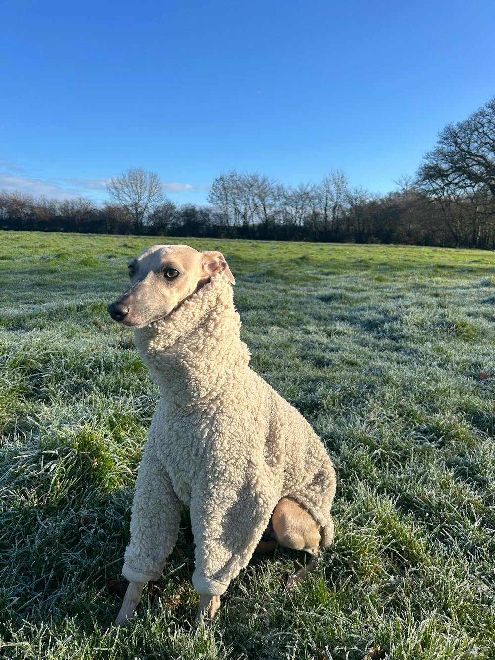 THE DRUNA Whippet Jumper