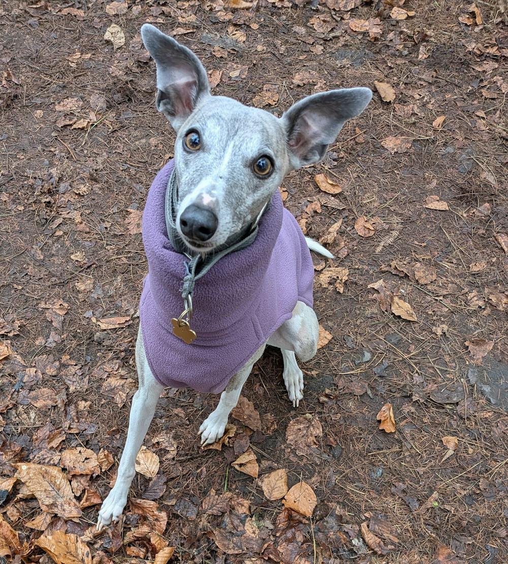THE BERRY Premium Fleece Whippet Jumper