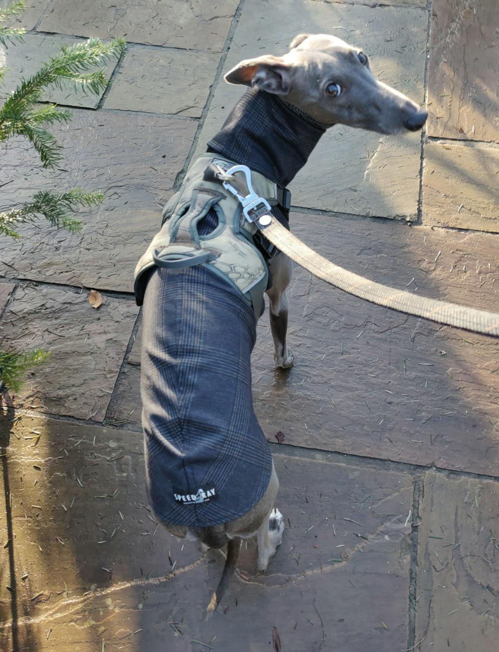 The RICO Whippet Jumper