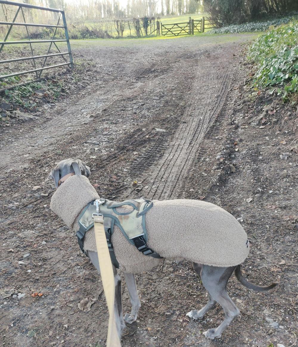 THE BERRY Premium Fleece Whippet Jumper