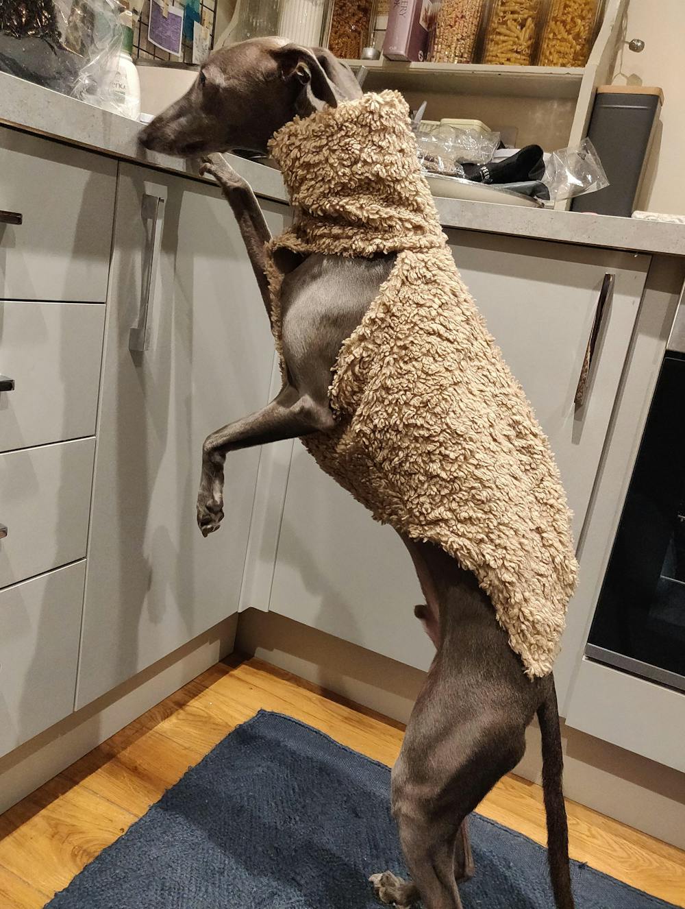 THE DRUNA Whippet Jumper