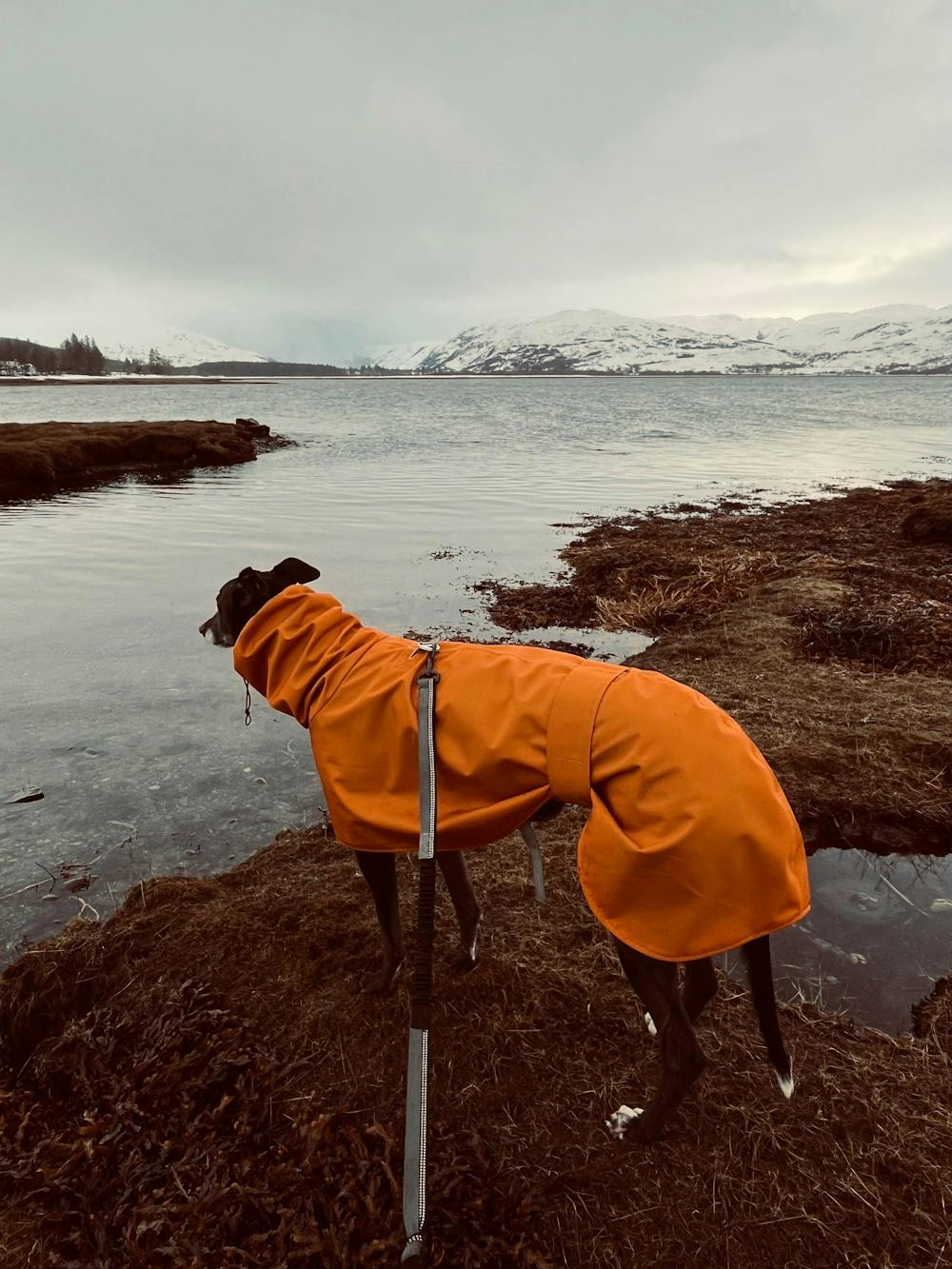 THE ROXY Lightweight, Water Resistant, Whippet Raincoat