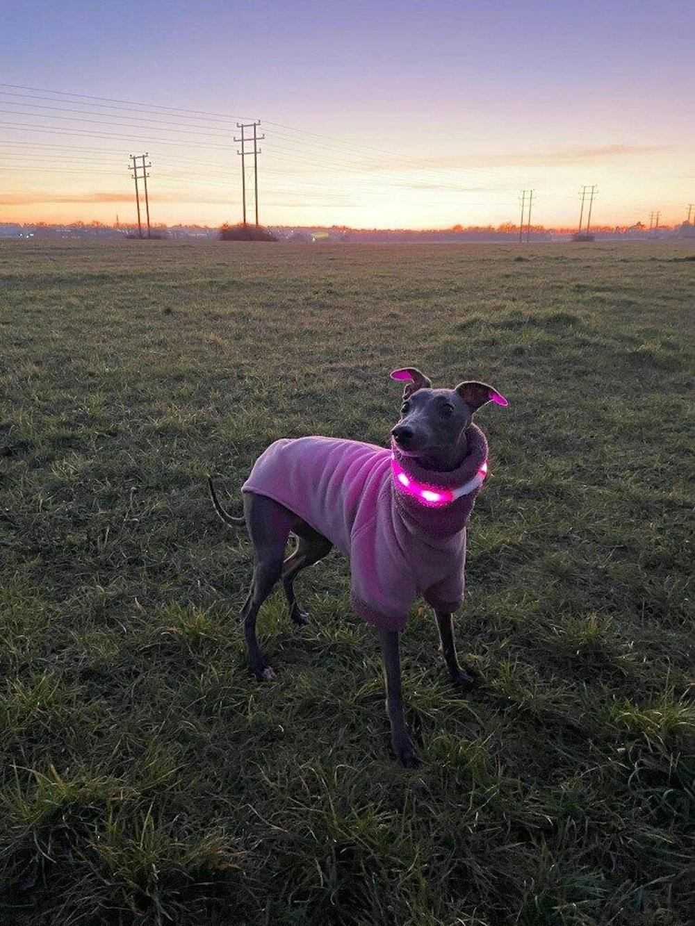 THE BERRY Short Sleeved Premium Fleece Whippet Jumper