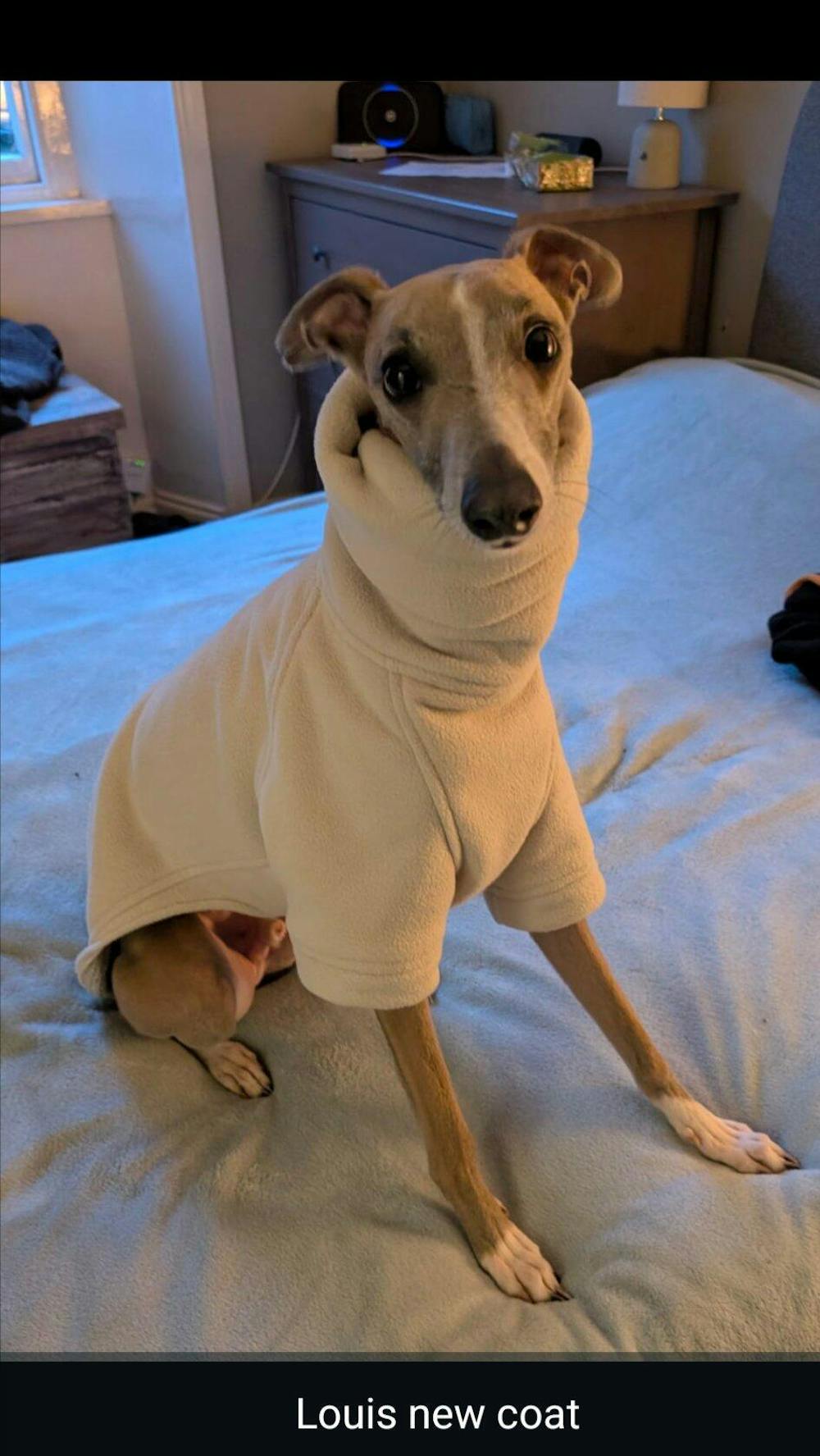 THE BERRY Short Sleeved Premium Fleece Whippet Jumper