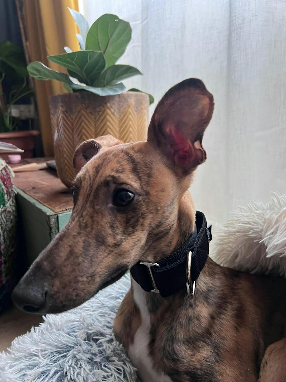 THE THEO Martingale Collars