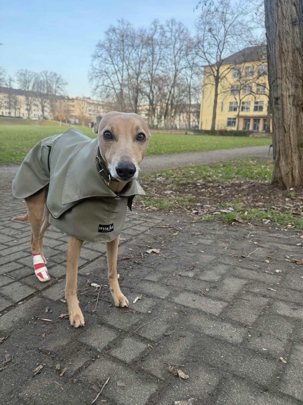 THE ELSA Whippet Trench Raincoat - Earthy tones