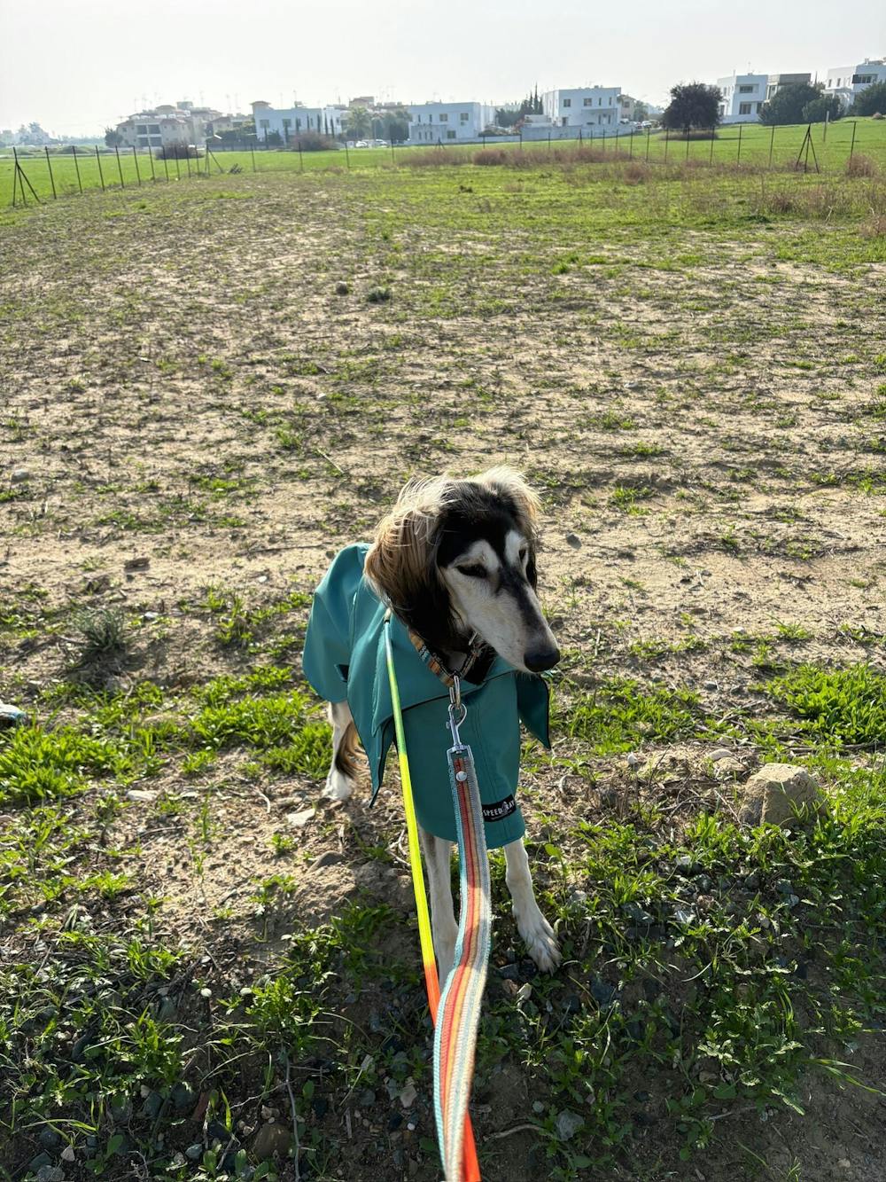 THE ELSA Trench Raincoat - Greyhound Size