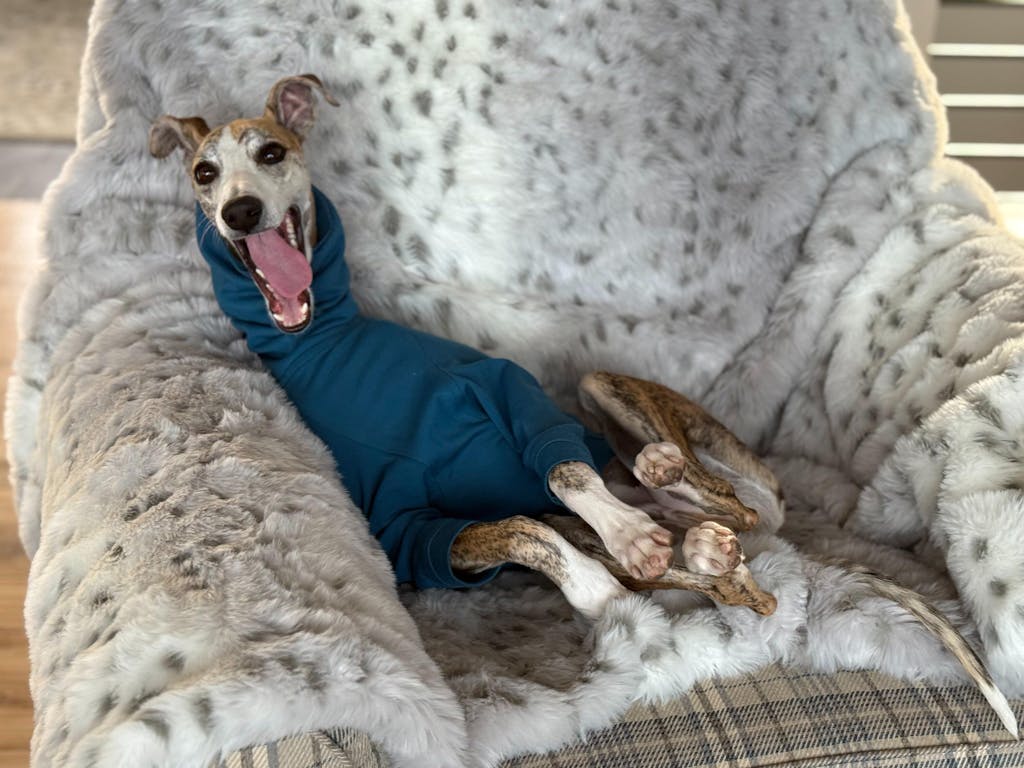 THE CAIRO Whippet Jumper (Blues)