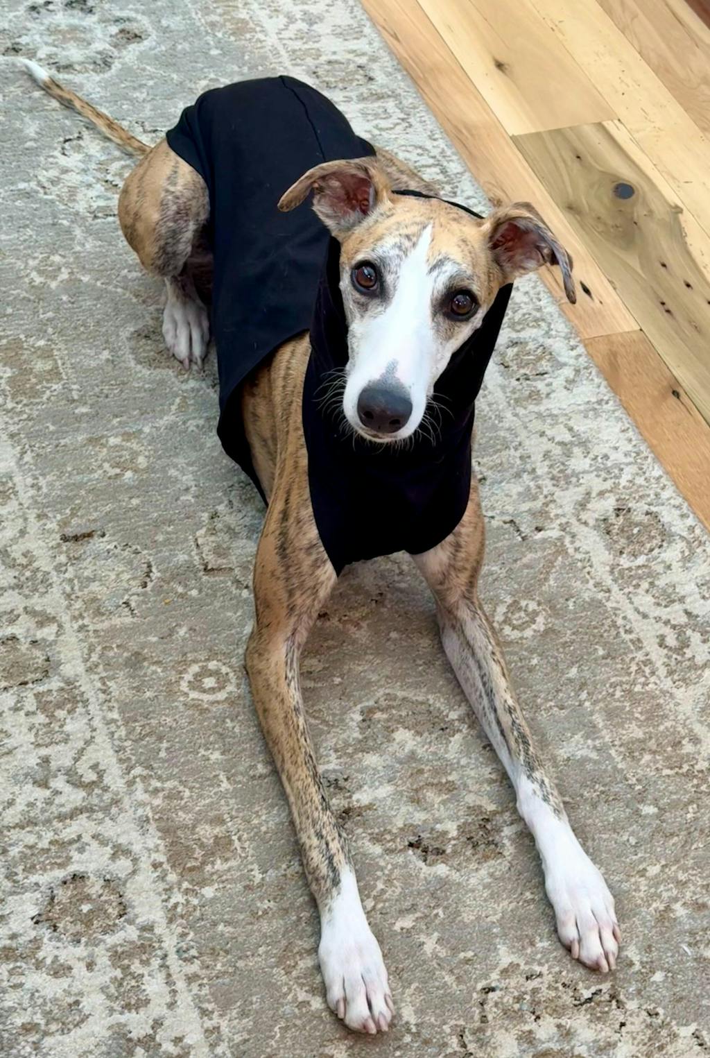 THE POSY Halter Neck Whippet Jumper