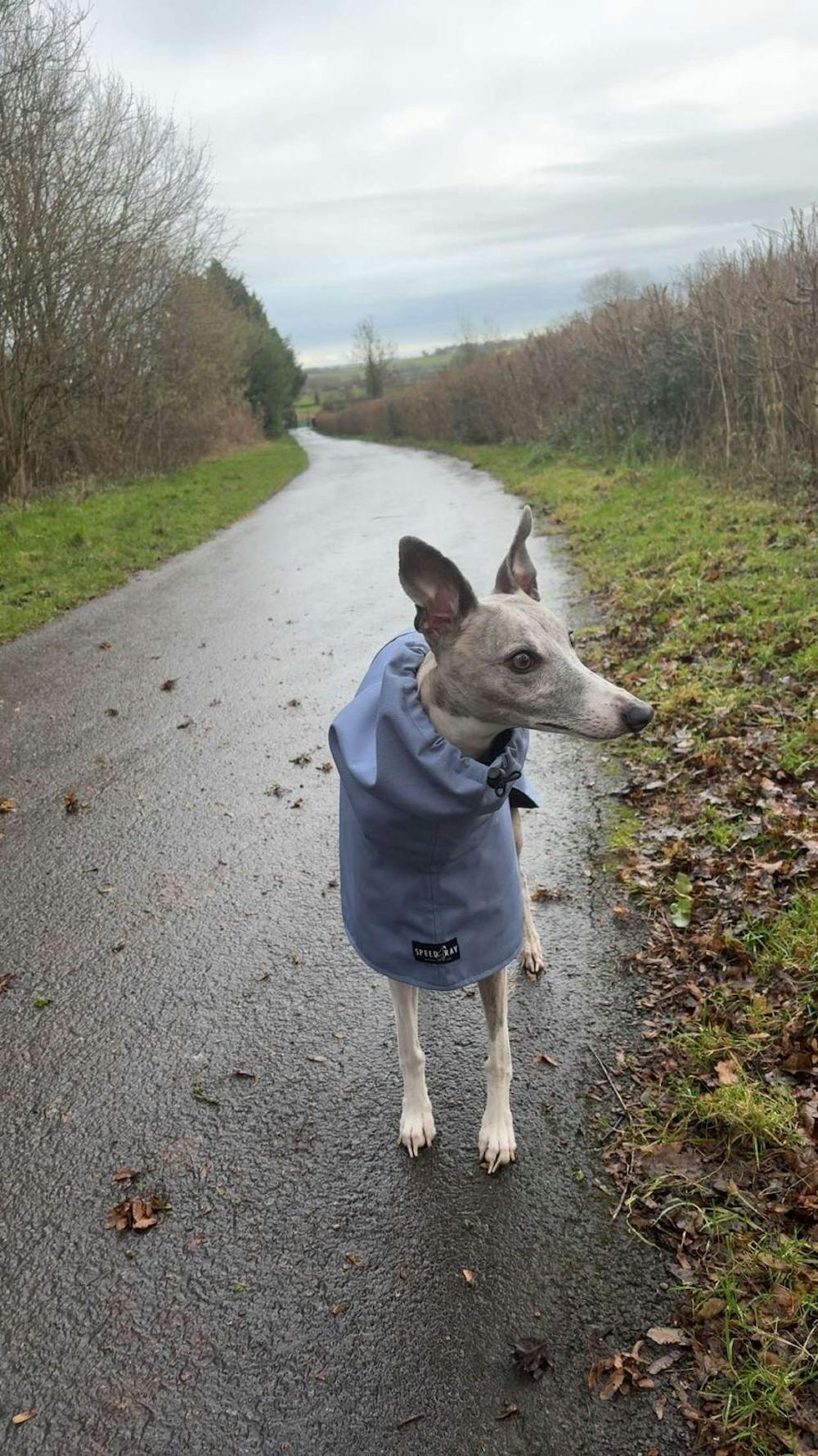 THE BLUE Whippet Raincoat (Blues) - In Stock