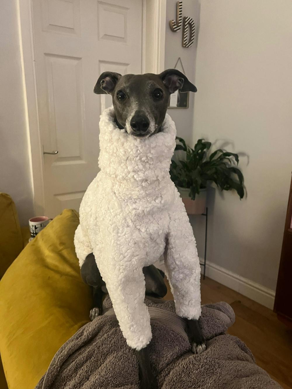 THE DRUNA Whippet Jumper
