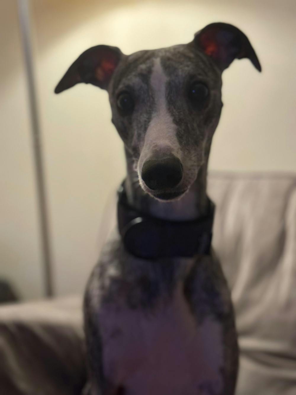 THE TEGAN Martingale collar