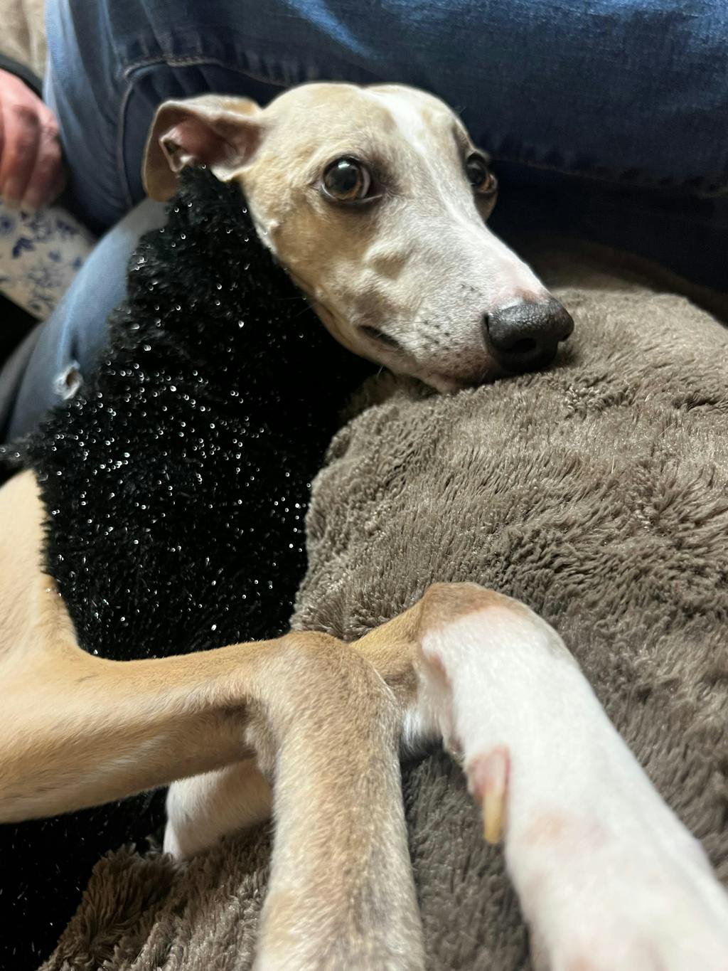 Faux Fur Whippet Jumper