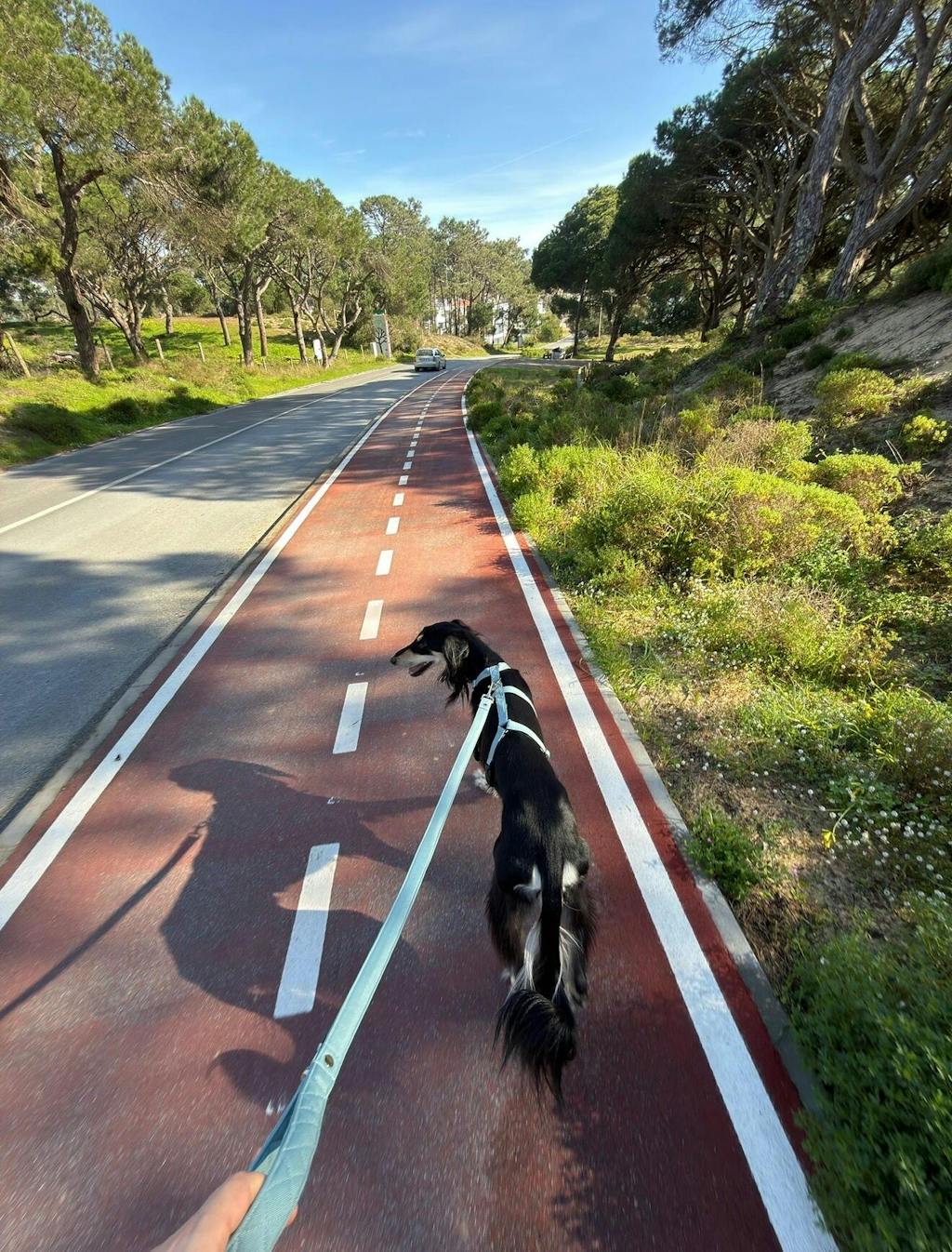 THE ELSA 3 Point Harness