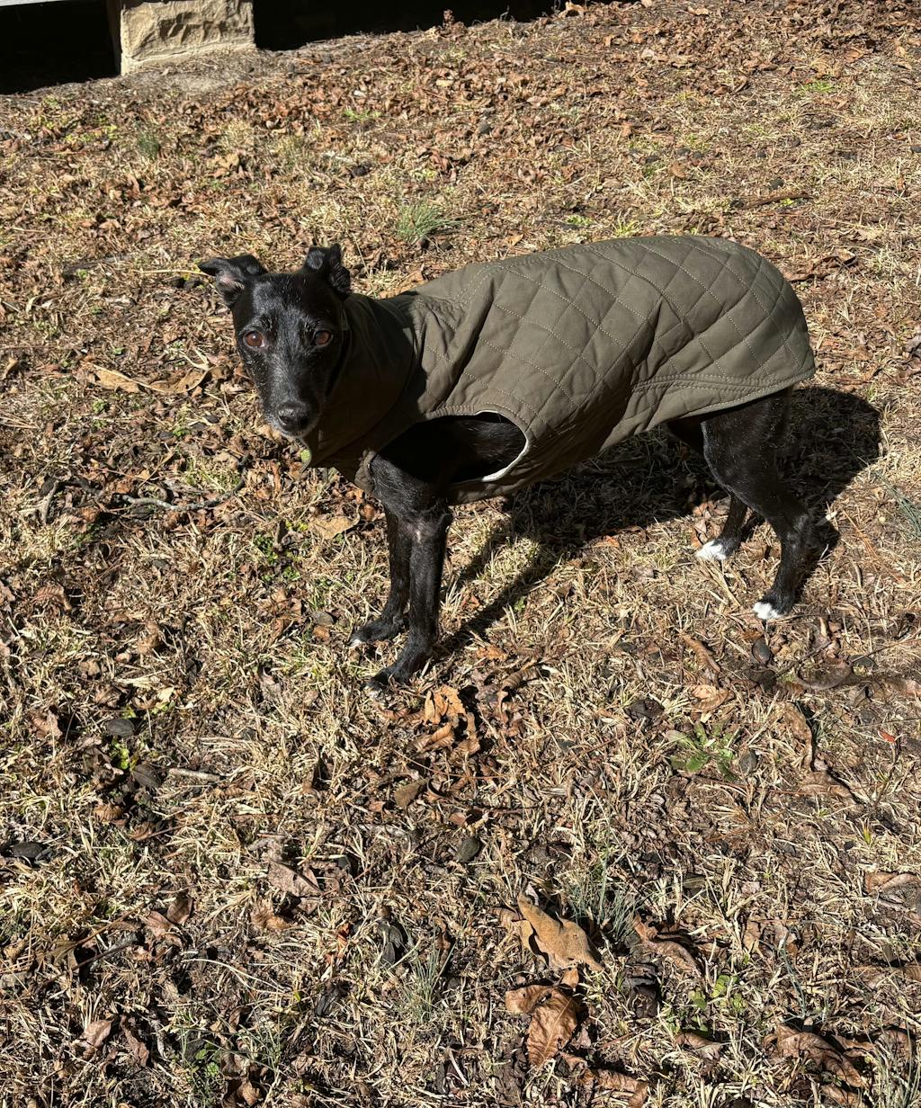 THE MARGOT Whippet Gilet
