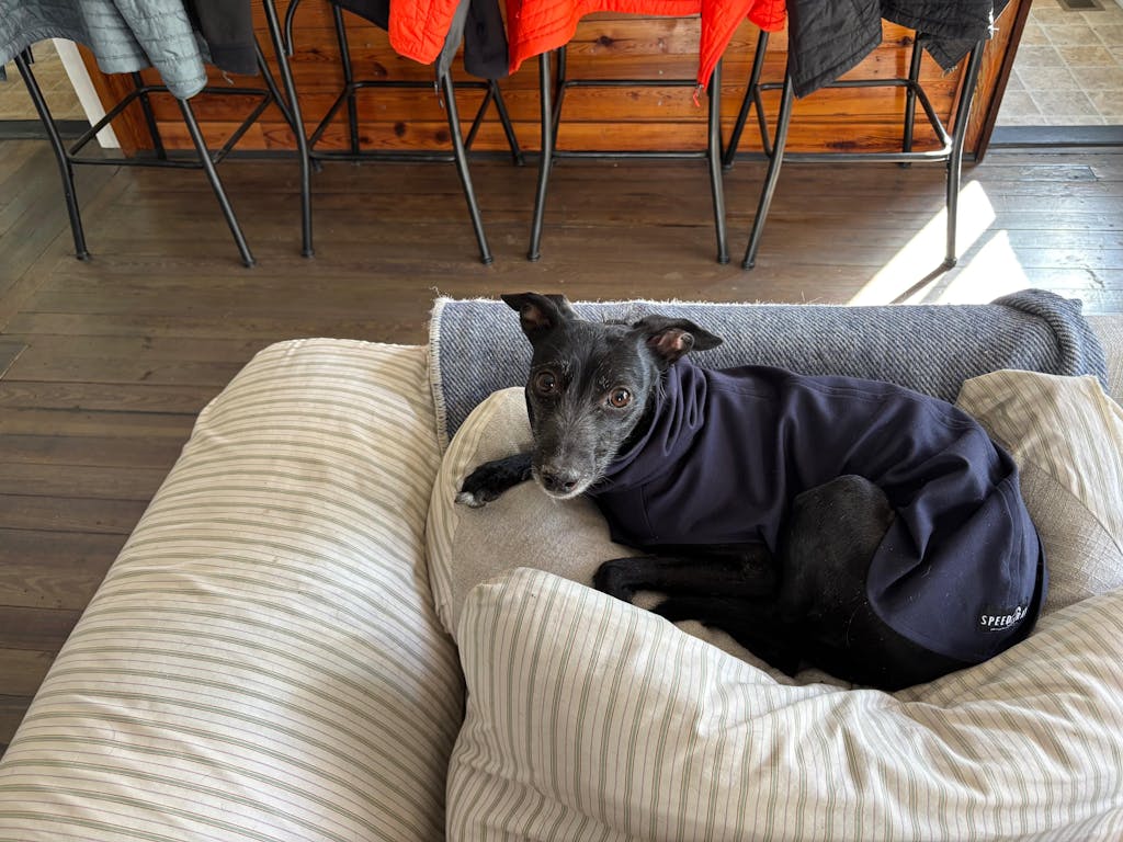 THE CAIRO Whippet Jumper (Blues)