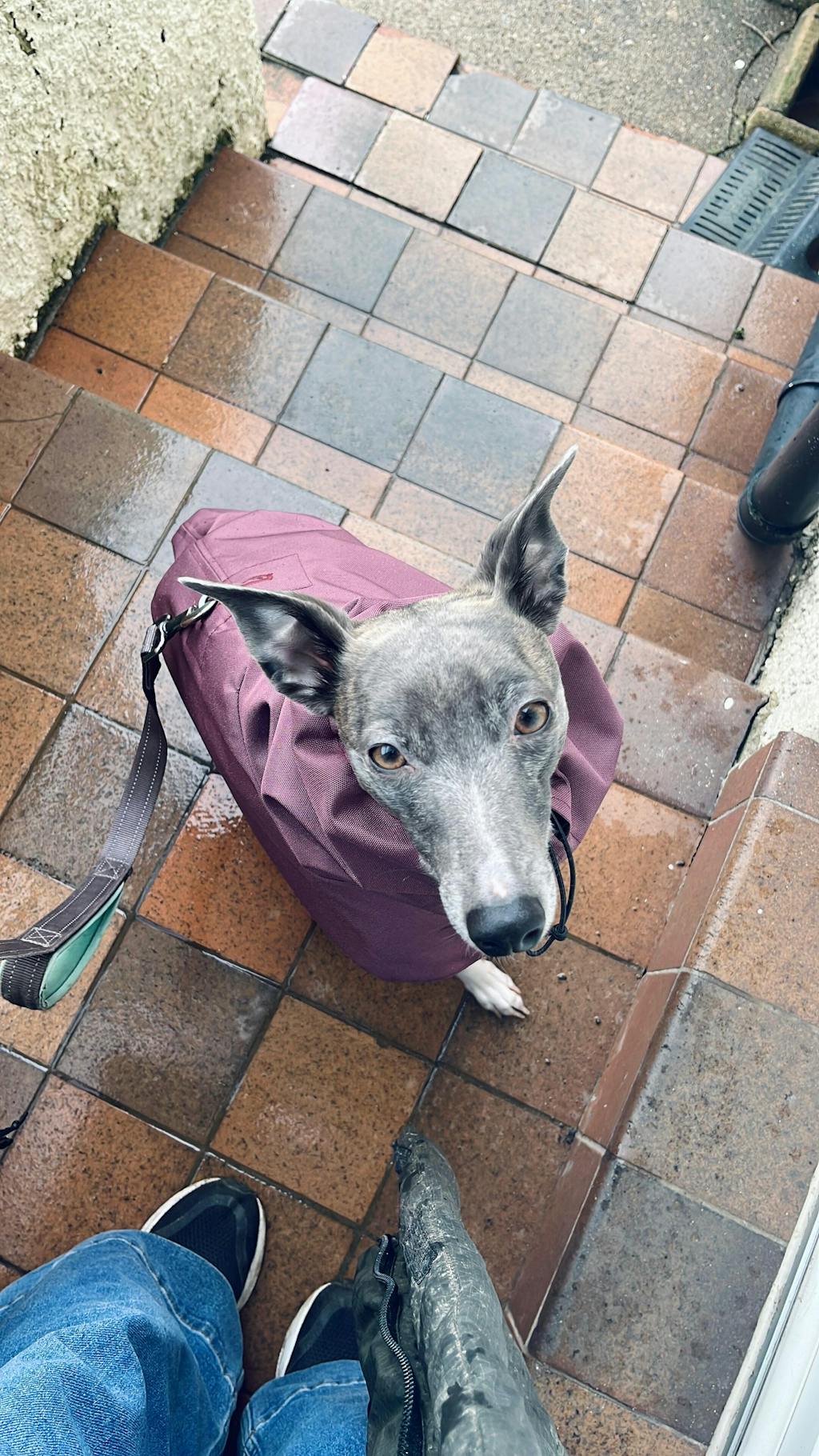THE ELSA Lightweight, Water Resistant, Whippet Raincoat